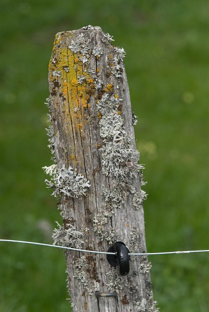 Lichens poteau-05